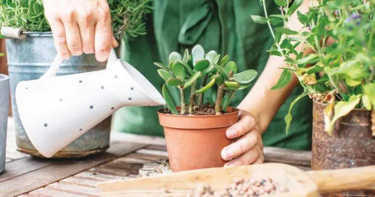 Jade Tree: How to Reproduce, Care, and Its Benefits – The Beginners Garden