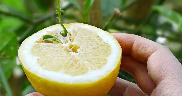 How to germinate lemon seeds? – The Beginners Garden