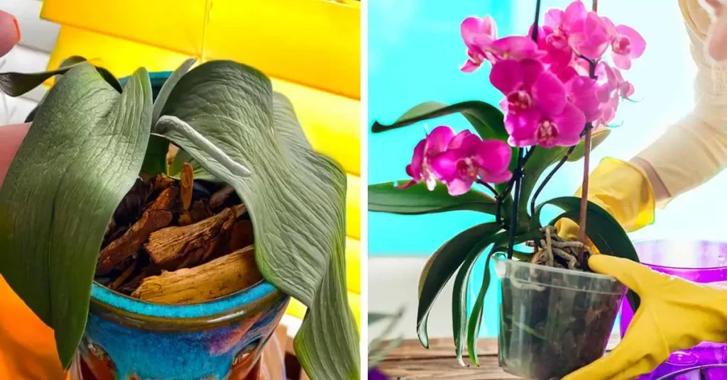 How to bring a faded or wilted orchid back to life? The step by step
