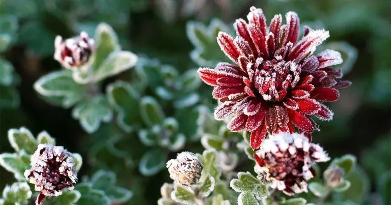 The Veil of Sainthood: Unraveling the Mysteries Surrounding Popes and Saints