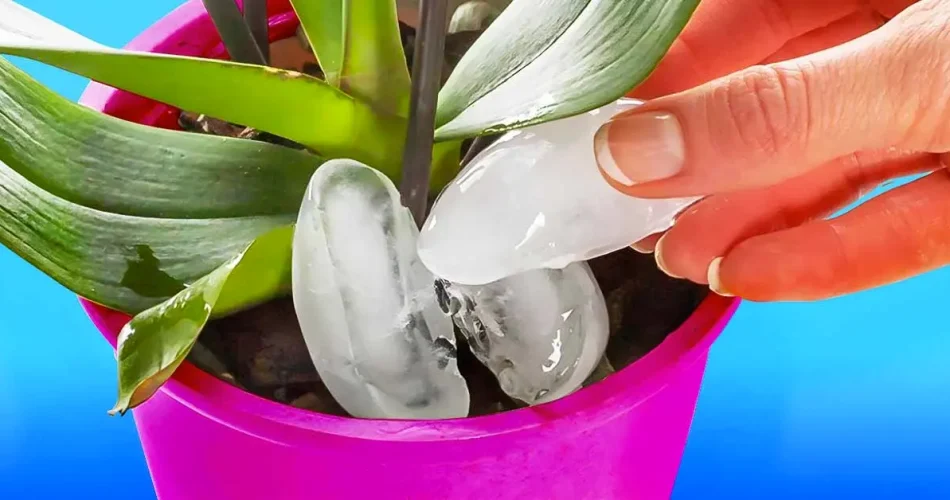 Why should you water orchids with ice cubes? The Beginners Garden
