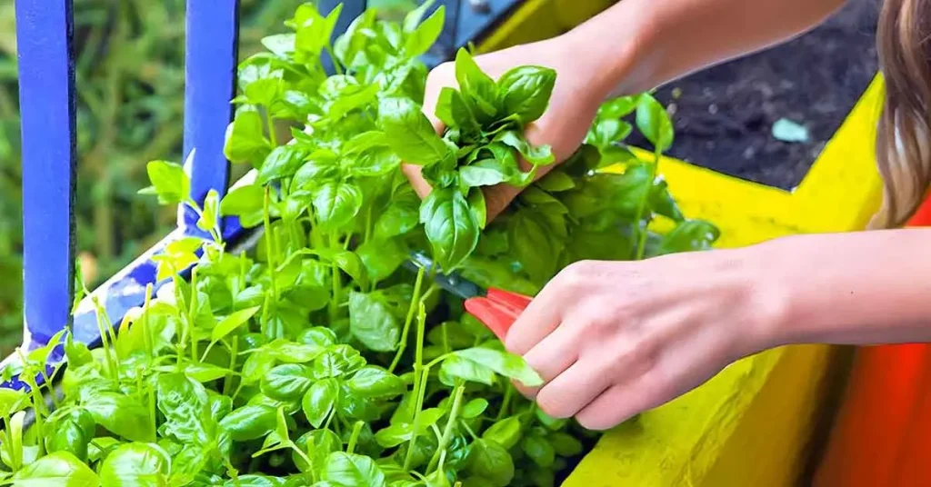 Lush Basil Delight Tips for Growing Abundant Basil at Home The