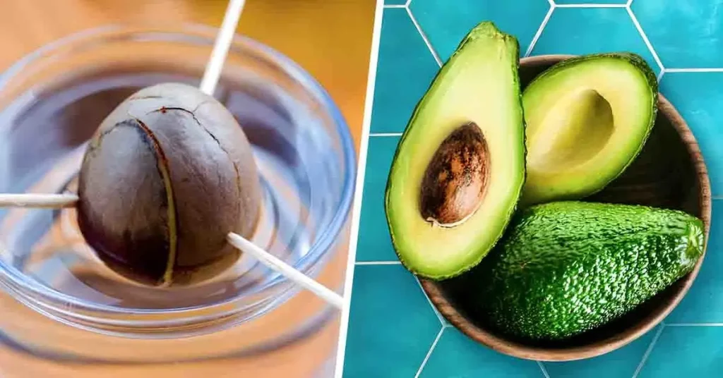 From Pit to Plant Growing Avocados from a Pit A StepbyStep Guide(03)
