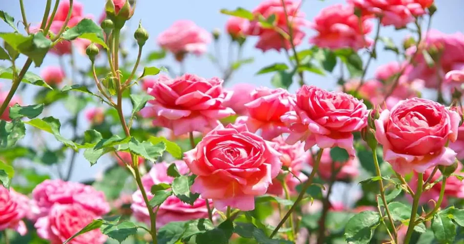 How to get healthy, blooming roses? – The Beginners Garden