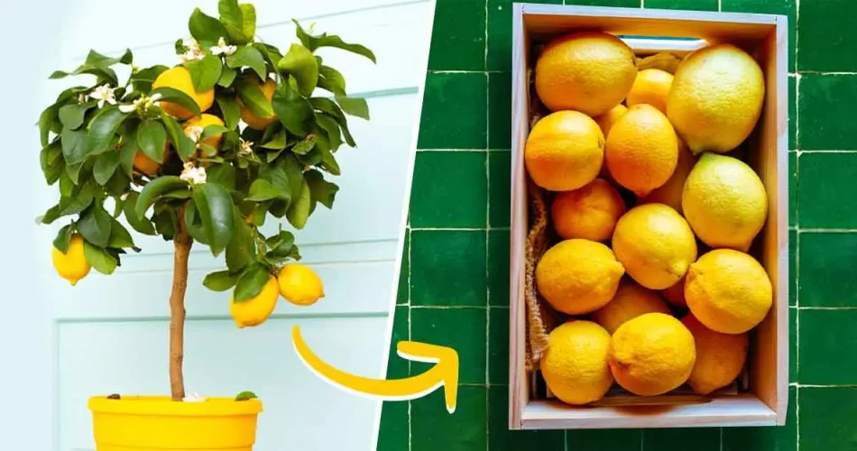How to Prune a Lemon Tree to Get More Fruit – The Beginners Garden