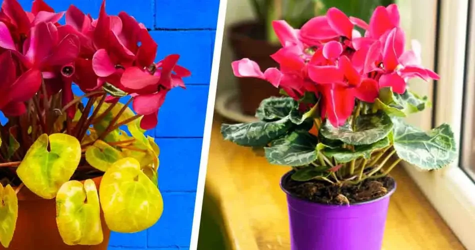 Why Are Your Cyclamen Leaves Turning Yellow? Understanding the Issue and Steps for Recovery