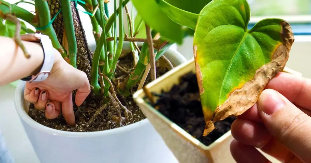 How to save your houseplants that are dried out? The Beginners Garden
