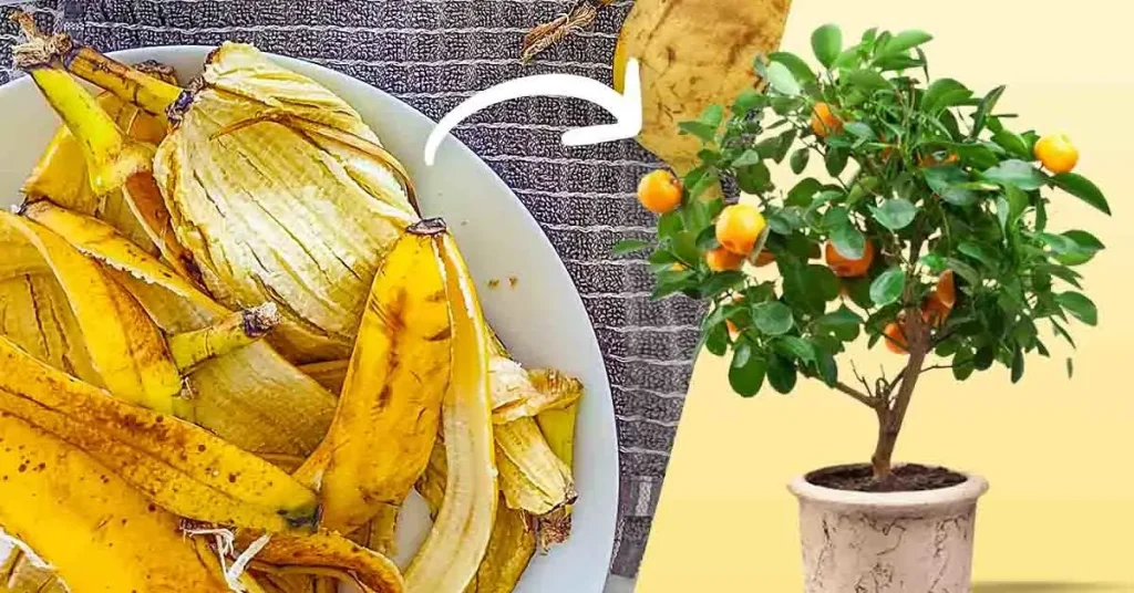 Don’t throw away Banana Peels Here are 8 Smart Uses in the Garden