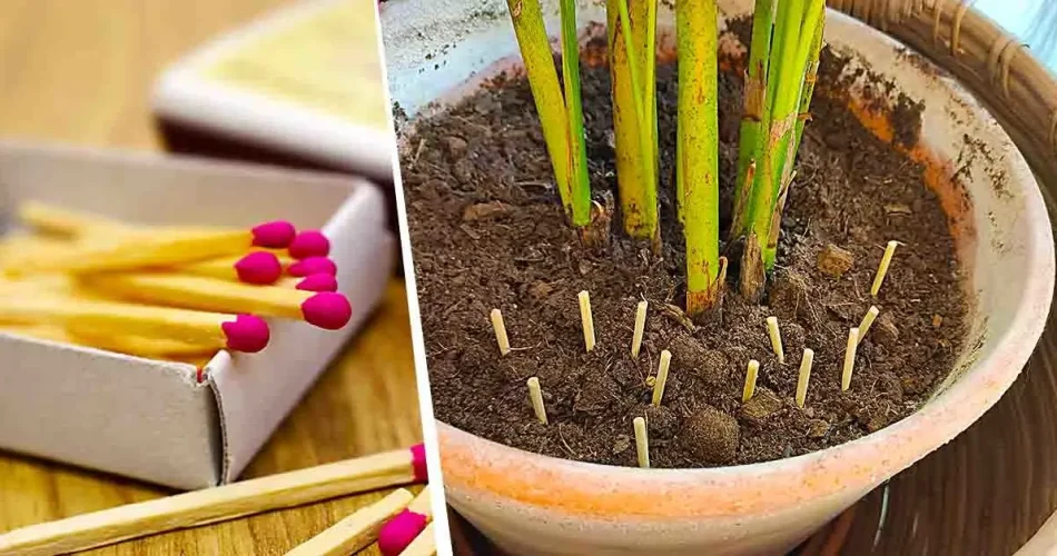 Why is it smart to plant matches in pots? The Beginners Garden