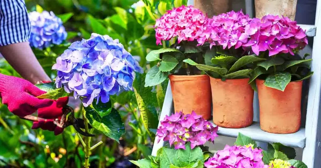 Hydrangea Effects The Effects of Growing a Hydrangea Indoors: What to Expect – The ...