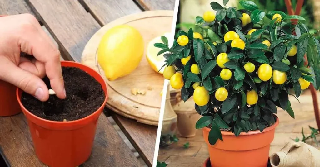 Here’s how to germinate lemon seeds so you can have them endlessly ...