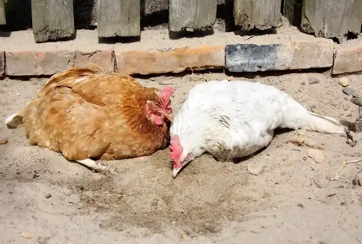Why Use Sand for Chickens? What Are the Benefits? Maintenance Tips
