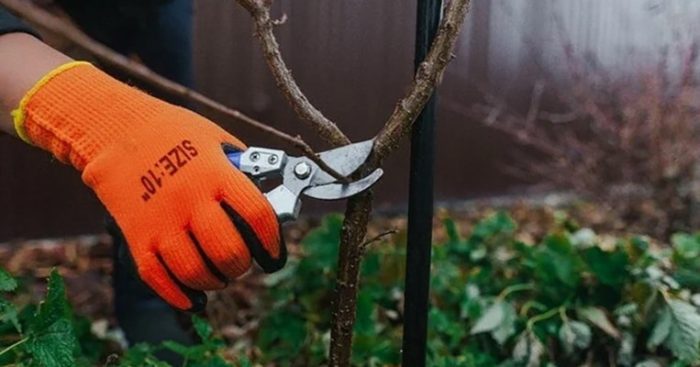 Autumn Pruning of Trees and Shrubs: Essential Guidelines – The ...