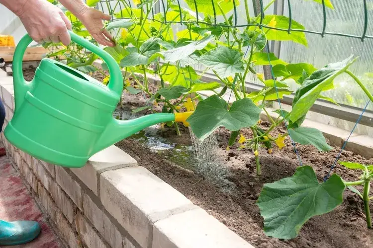 Mastering Watering for Cucumbers – The Beginners Garden