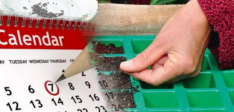 Calendário agrícola lunar 2024 5