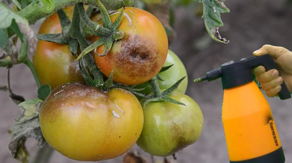 How To Protect Tomato Plants From Bugs photo
