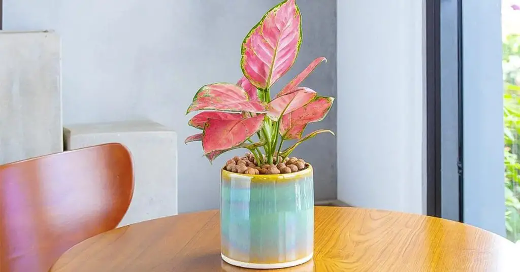 20 Indoor Plants for Rooms Without Light – The Beginners Garden