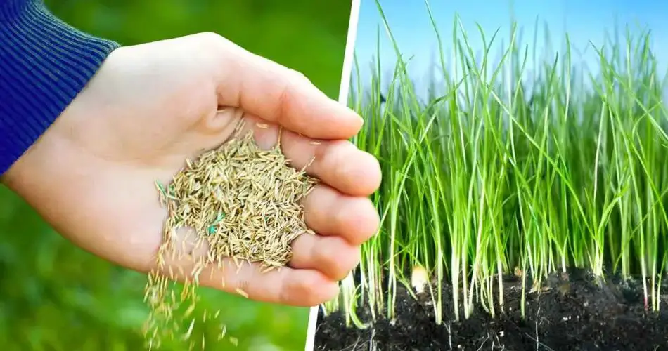 When To Plant Grass Seed For A Perfect Lawn – The Beginners Garden