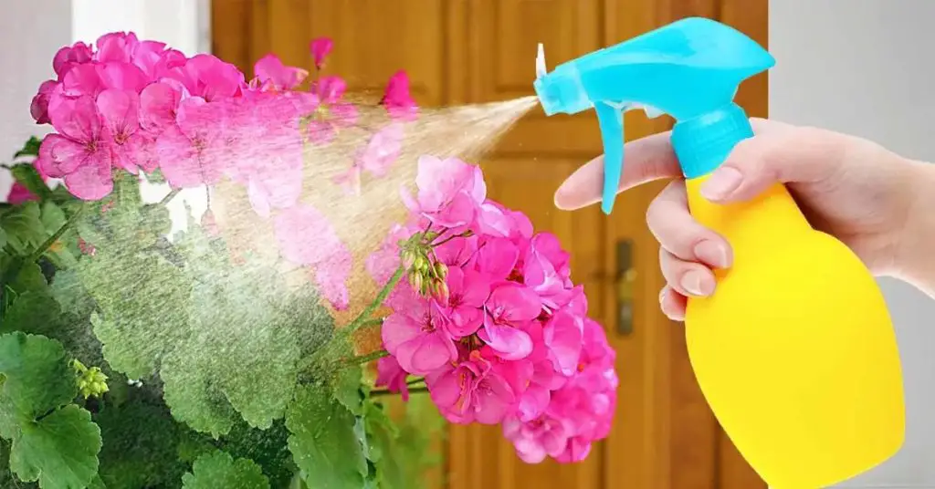 How to eliminate ants and scale insects that ravage plants the