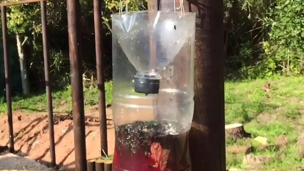 DIY Fly Trap: These Simple Ingredients Will Keep Flies Away Forever ...