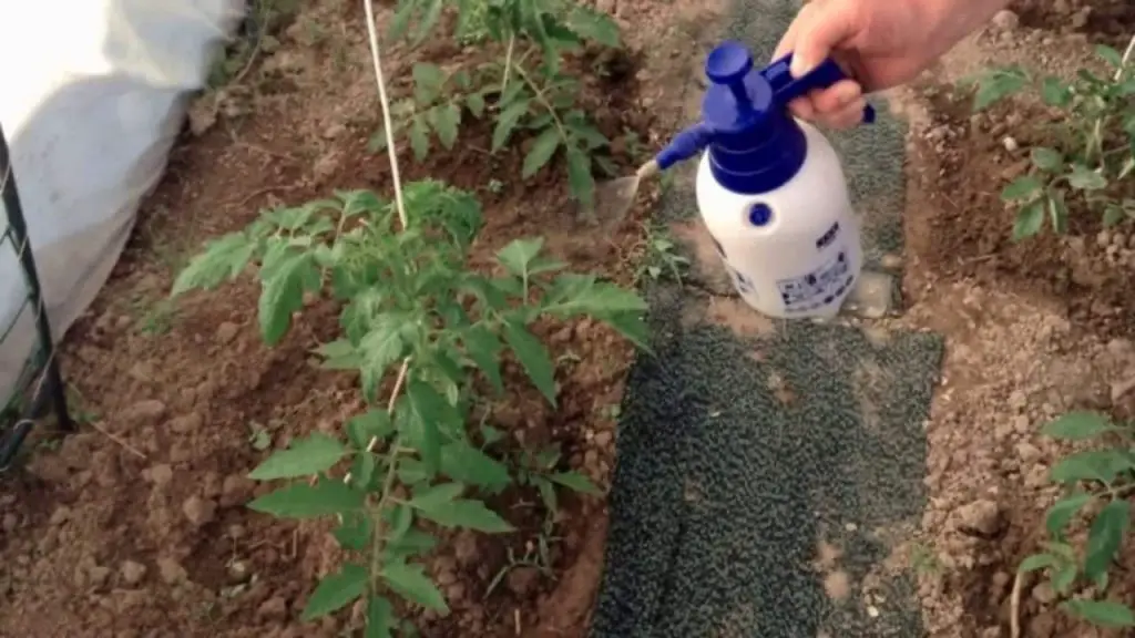 Powerful Home Insecticide: Keep Your Home Free of Insects – The ...