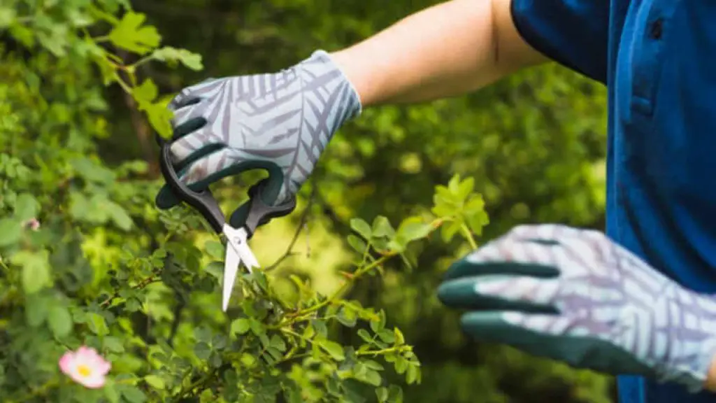 ️ 3 Plants to Prune by the End of February for a Stunning Spring Garden ...