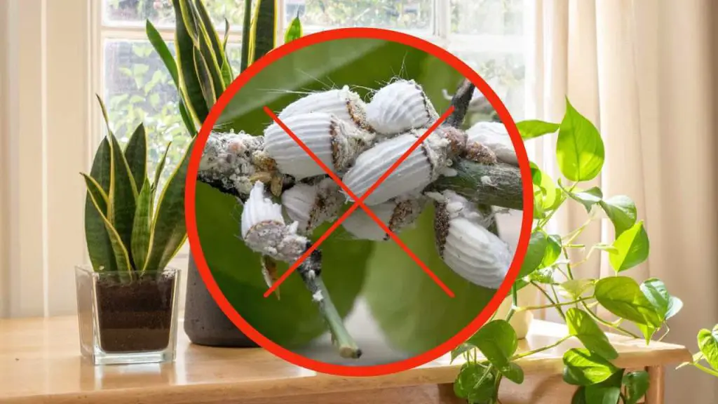 🪲 How to Eliminate Scale Insects on Plants with Just One Drop of This ...