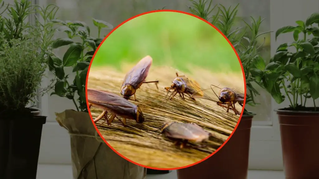 🚫 Say Goodbye to Cockroaches: The Scented Plant They Hate – The ...