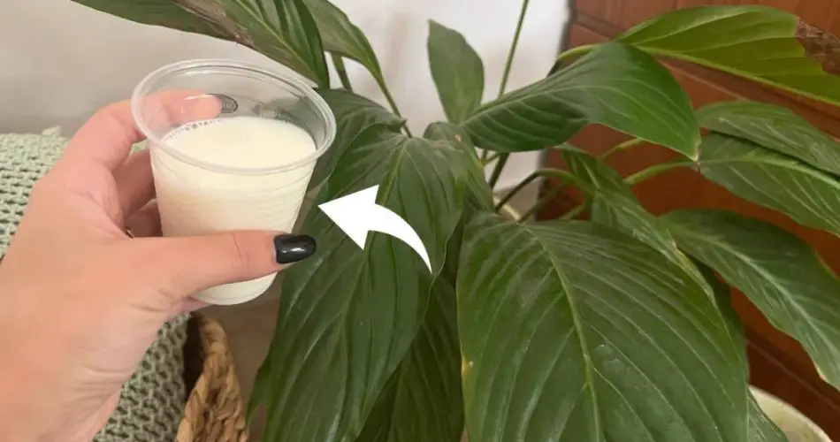 🌿 Peace Lily: The Secret to Keeping It Thriving Forever! – The ...